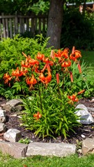 Orange lilies in a garden bed