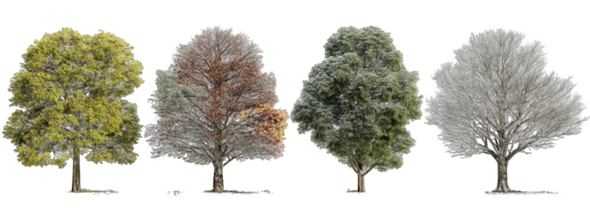 Four trees showcasing seasonal changes in foliage