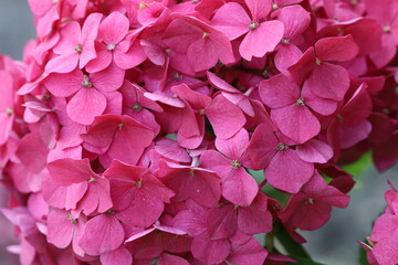 Pink Hydrangea Bush in Blooming Garden