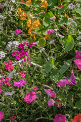 A beautiful display of colorful petunias and nasturtiums flourishes in a vibrant garden setting.