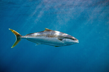 Yellowtail kingfish (seriola lalandi) swimming below the surface in blue deep clear ocean water. 