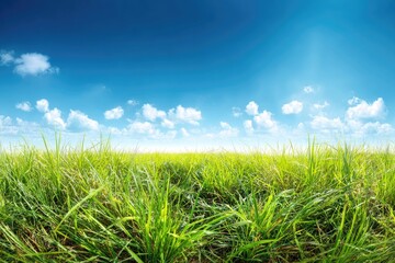Obraz premium Lush green grass field under a vibrant blue sky