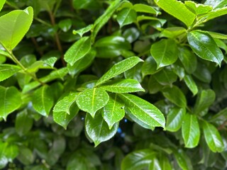 Nature greens bright Ivy after rain closeup macro