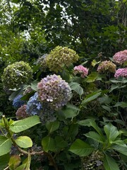 Nature greens flowers bright 