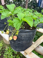 Close-up of Strawberry Plant Seedling With Green Leaves