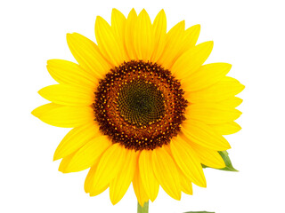 Fototapeta premium sunflower isolated on white background
