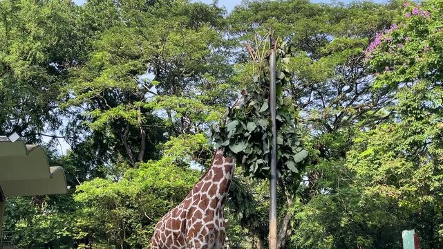 A giraffe is seen stretching its long neck to feed on green leaves suspended by zookeepers at Zoo Negara Malaysia.