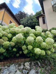 Nature greens flowers bright 