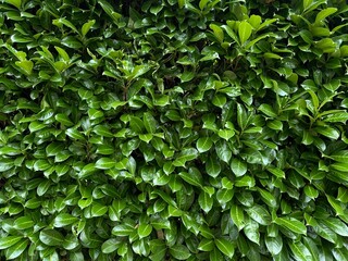 Nature greens bright Ivy after rain closeup macro