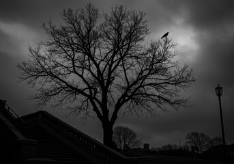 Silhouetted tree, crow, overcast sky, city stairs
