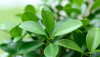 Obraz premium Close-up of vibrant green leaves