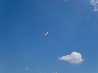 大空を飛ぶダイサギ