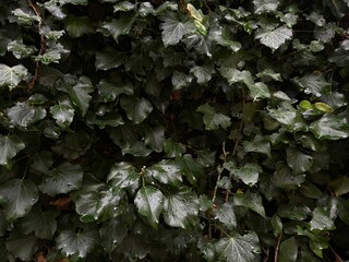 Nature greens bright Ivy after rain closeup macro