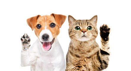 Portrait of cute Jack Russell Terrier puppy and cat Scottish Straight, waving their paws, isolated on a white background