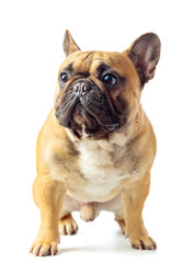 Obraz premium French bulldog isolated on a white background.