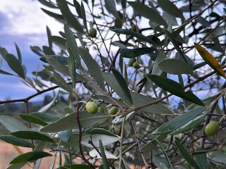 Nature greens Olive tree closeup