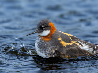 A red-necked phalarope searching for food in its territory on the island of Grimsey, Iceland.