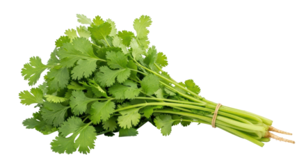 Isolated fresh cilantro