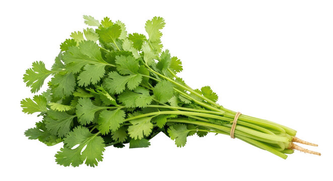 Isolated fresh cilantro