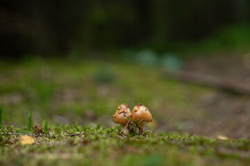 Two small mushrooms growing on forest moss, close-up of fungi in natural woodland habitat.