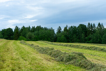 Freshly cut hay rows on green meadow with forest in background under cloudy summer sky, rural countryside agriculture landscape in Estonia