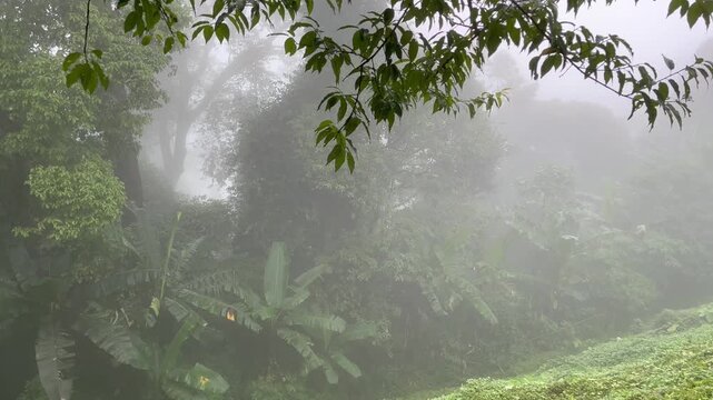 Misty tropical forest at dawn with soft breeze&mdash;perfect for eco tours, jungle hikes, wellness retreats, and nature escapes. Ideal for TripAdvisor listings. Horizon video for relaxation. 
