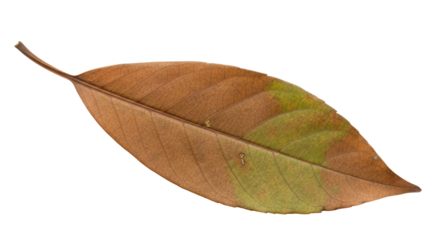 Isolated Dried Leaf