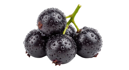 Isolated Pile of Fresh Black Currants
