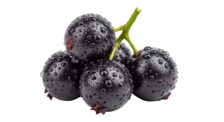 Isolated Pile of Fresh Black Currants