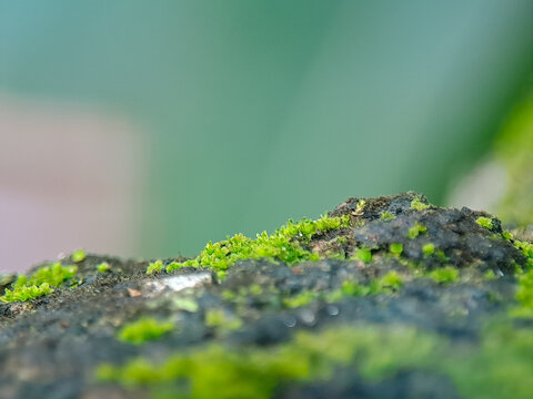 Close view showcases vibrant green moss clinging to a dark, weathered rock surface, creating a textural contrast beneath soft lighting and against a light green bokeh background.