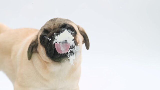 little funny beige pedigreed cute pug dog on white background licking glass and screen. dog behind glass screen in studio. funny pets concept. 4K footage