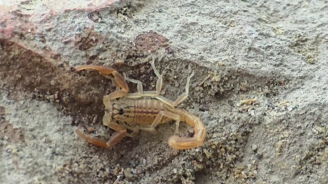 Baby Deathstalker Scorpion [Leiurus quinquestriatus] 120fps Slow Motion 4K Footage