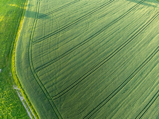 Naklejka premium Aerial view farmland with rows. Texture of agricultural fields.