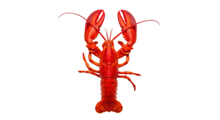 Isolated Cooked Red Lobster