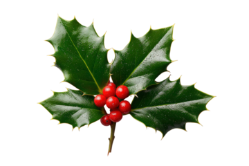 A sprig of holly with green leaves and bright red berries on transparent background