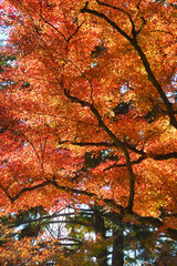 京都　三尾　高雄　神護寺の美しいモミジ（もみじ）の紅葉 （日本京都府京都市）Beautiful autumn leaves of maple trees at Jingo-ji Temple（Jingoji Temple）in Takao, Sanbi, Kyoto (Kyoto City, Kyoto Prefecture, Japan)