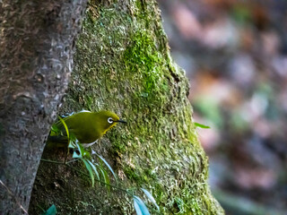 苔で緑色の木の幹から遠くを見つめる緑色のメジロ