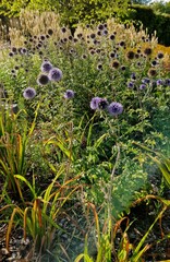 Blue globe thistles bloom among grass Panicum virgatum.
Sunlight shines through the plants Echinops 