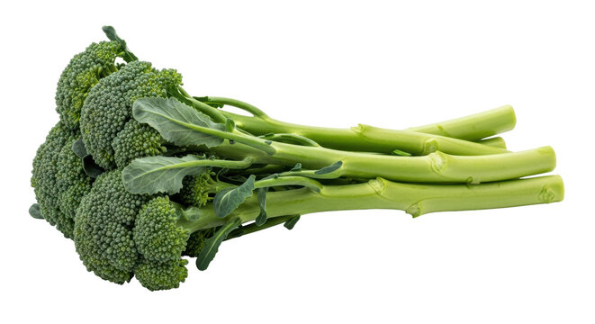Isolated Long Stem Broccoli