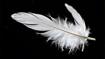 Obraz premium White Feather Against a Dark Background