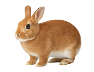 Obraz premium Adorable Fluffy Brown Rabbit isolated on a transparent background