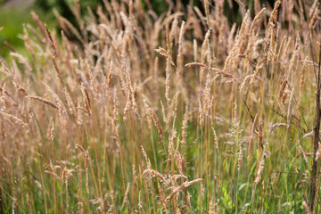 Close up of dry grass (calamagrostis stricta) in a meadow. Selective focus.