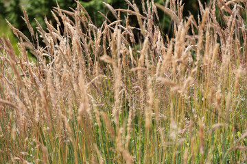 Close up of dry grass (calamagrostis stricta) in a meadow. Selective focus.