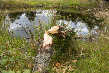 Trees that have been gnawed by beavers