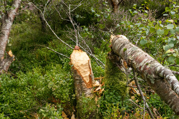 Trees that have been gnawed by beavers