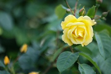 Beautiful yellow roses blooming in the garden. Selective focus.