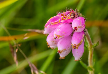 Macro close up of bell heather