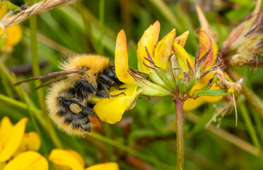Macro close up of a bumble bee on a yellow flower