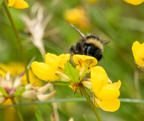 Macro close up of a bumble bee on a yellow flower
