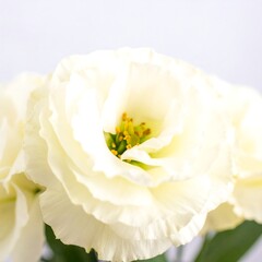 Close-up of creamy white flowers, soft focus background